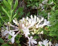 rhododendron atlanticum spring is. 10b.jpg